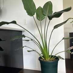 観葉植物　オーガスタ　生活雑貨  家庭用品 ガーデニングの画像