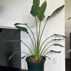 観葉植物　オーガスタ　生活雑貨  家庭用品 ガーデニングの画像
