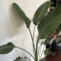 観葉植物　オーガスタ　生活雑貨  家庭用品 ガーデニングの画像