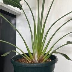 観葉植物　オーガスタ　生活雑貨  家庭用品 ガーデニングの画像