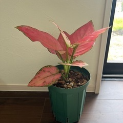 観葉植物　アグラオネマ　　植物　インテリアの画像