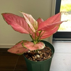 観葉植物　アグラオネマ　　植物　インテリアの画像