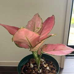 観葉植物　アグラオネマ　　植物　インテリアの画像