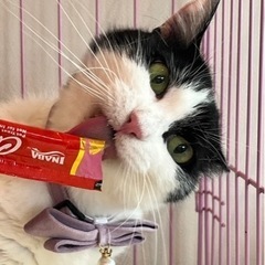 チュール大食い系女子