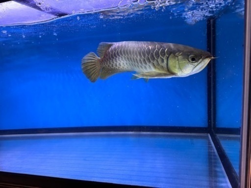 古代魚