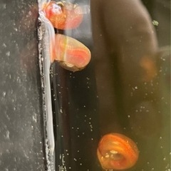 レッドラムズホーン 1匹10円 メダカのタンクメイトにの画像