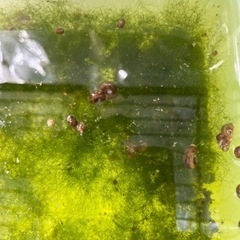 レッドラムズホーン 1匹10円 メダカのタンクメイトにの画像