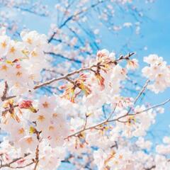多摩センター　花見