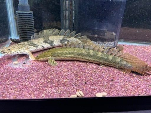 ポリプテルスビキール・ビキール及びエンドリケリー