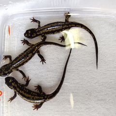 ①　オキナワシリケンイモリ　2021CB　3匹の画像