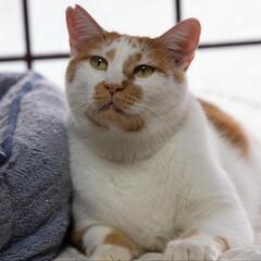 決まりました！【保護猫の里親募集】ゆずくん　白茶オス　年齢は推定