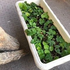 ワイルドストロベリー🍓苗