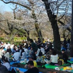 締切延長！4/5まで【謎解き散歩&お花見🕵️‍♀️🌸 〜吉祥寺の...