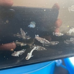 メダカ（アルティマニア）