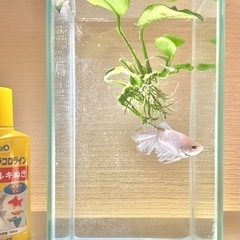 ベタ_鑑賞用小型水槽・アヌビアス付き！！