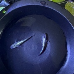 夜黒 メダカ 有精卵 10コ+α