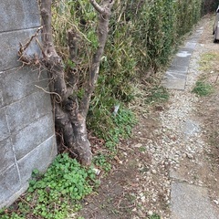 【山林売買】埼玉県300坪弱［アクセス良好］の画像