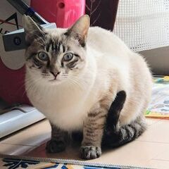 シャムmixっぽいハンサムなもっちーくん★譲渡会に出ます♪