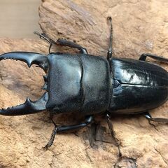 本土ヒラタ　ヒラタクワガタ　2ペア