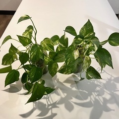 ポトス　水苔植え