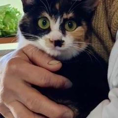 三毛猫ちゃんの里親を探してます！