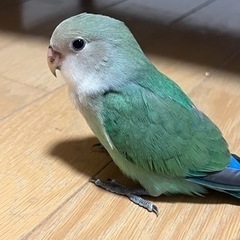 コザクラインコ　シーグリーン系　生後2ヶ月　可愛すぎて手放したく...