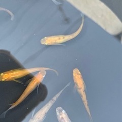 メダカ