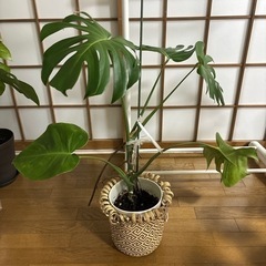 生活雑貨 家庭用品 ガーデニング