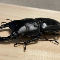 オオクワガタ赤眼