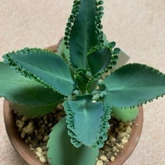 🪴 子宝草 （子宝弁慶草） 1ポット 60円②