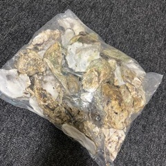 牡蠣殻約500ｇ