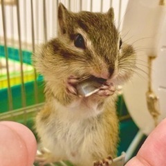 元気なシマリス（1歳・♂）の里親募集