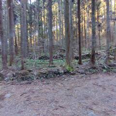 青梅市　成木３丁目　二本竹林道沿い - 不動産