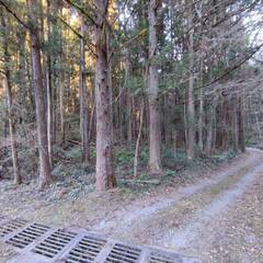 青梅市　成木３丁目　二本竹林道沿い − 東京都