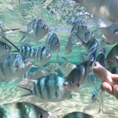４月２３日伊計島へ🐠に魚肉ｿｰｾｰｼﾞ与えて共喰いさせに行きませ...