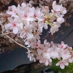 🌸お友達募集🌸