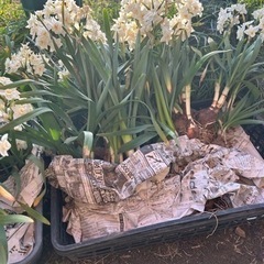 生活雑貨 家庭用品 ガーデニング