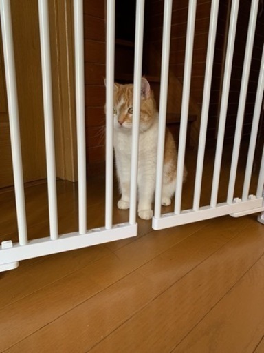 猫用逃走防止柵　のぼれんニャン