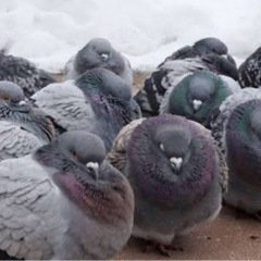 くず米　古米　鳩やニワトリの餌　