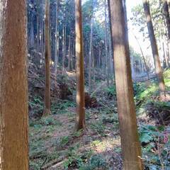 青梅市　黒沢１丁目　山林 - 土地販売/土地売買