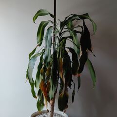 2024/04/14まで　ドラセナマッサン　観葉植物