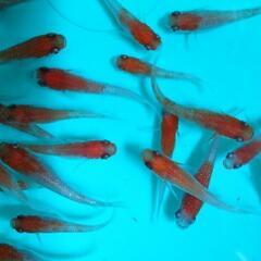 紅白めだか  27匹  1式  〖処分〗