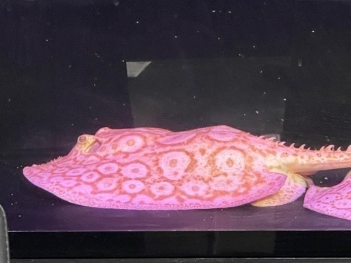 35,800円〜【淡水エイ】アルビノクロコダイルスティングレー　単品&ペア共に対応します！メス、オス　雌♀、雄♂