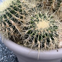 金鯱　サボテン　群生　熊本の画像