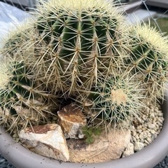 金鯱　サボテン　群生　熊本の画像