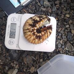 海外産カブトムシの画像