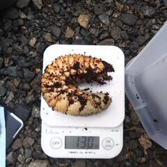 海外産カブトムシの画像