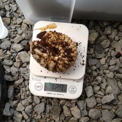 海外産カブトムシの画像