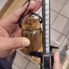 海外産カブトムシの画像