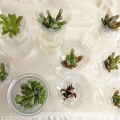 多肉植物　ハオルチア　オブツーサ等　水耕栽培　⓵　9個の画像
